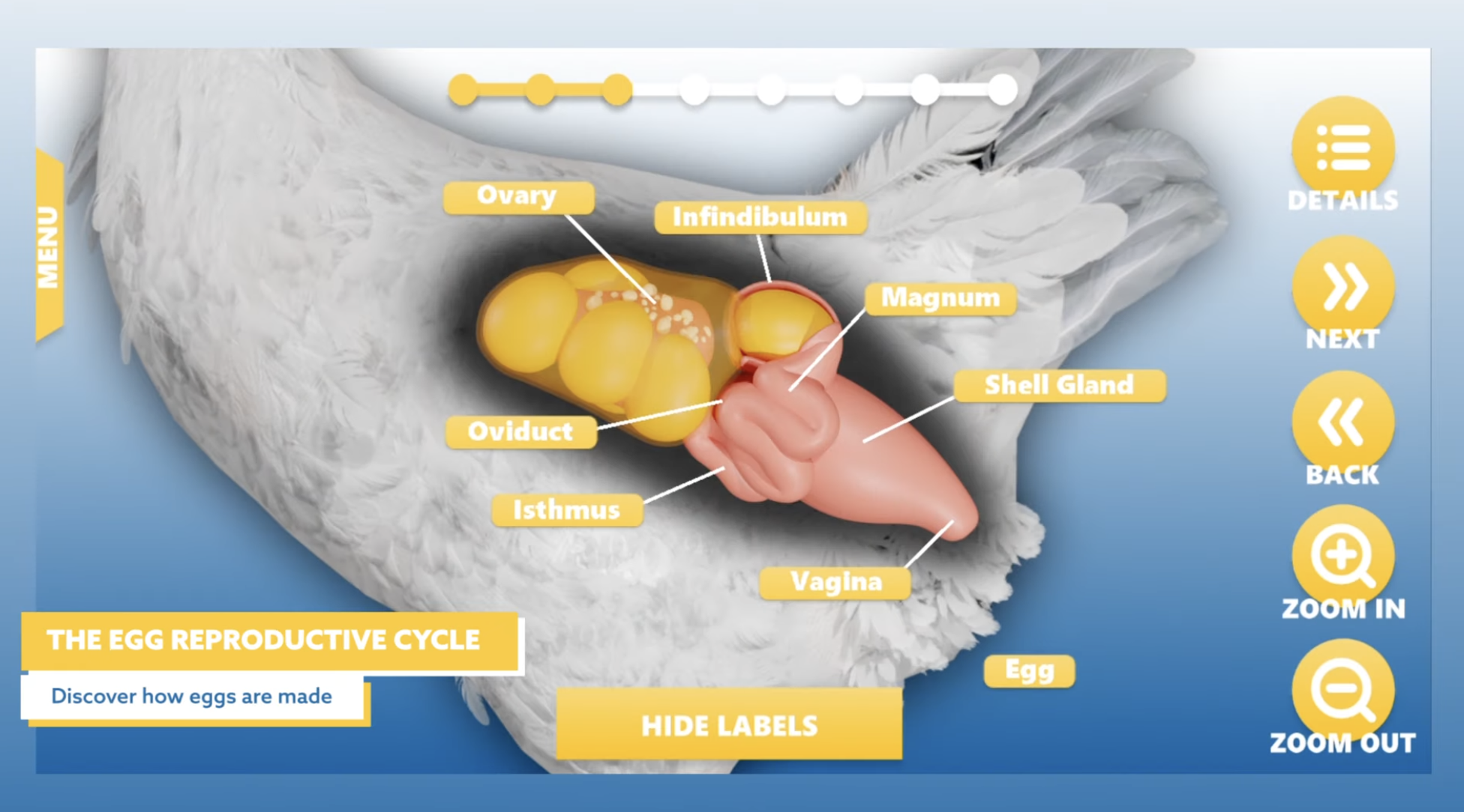 Egg anatomy cross-section with labeled components