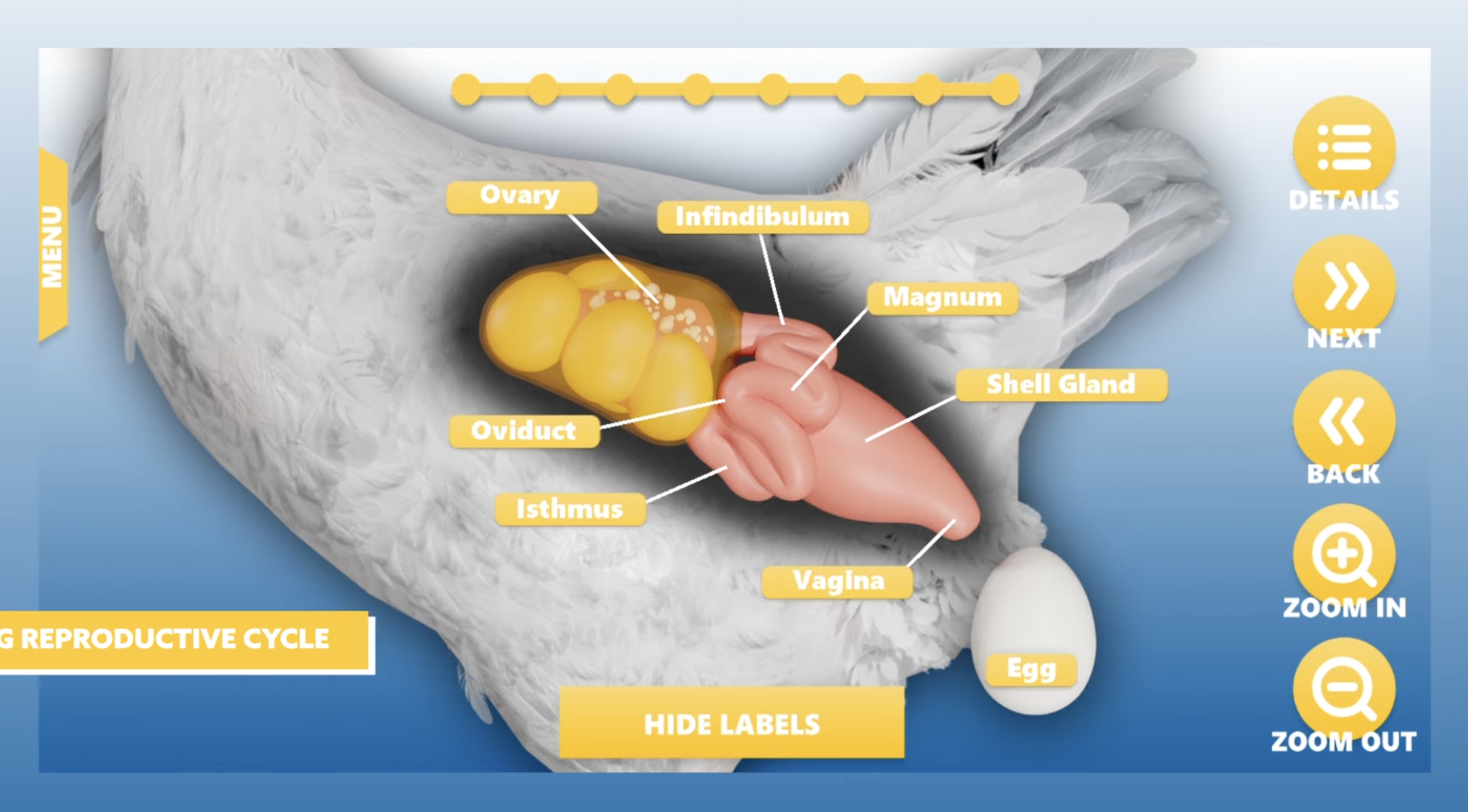Hen reproductive system anatomy labeled diagram