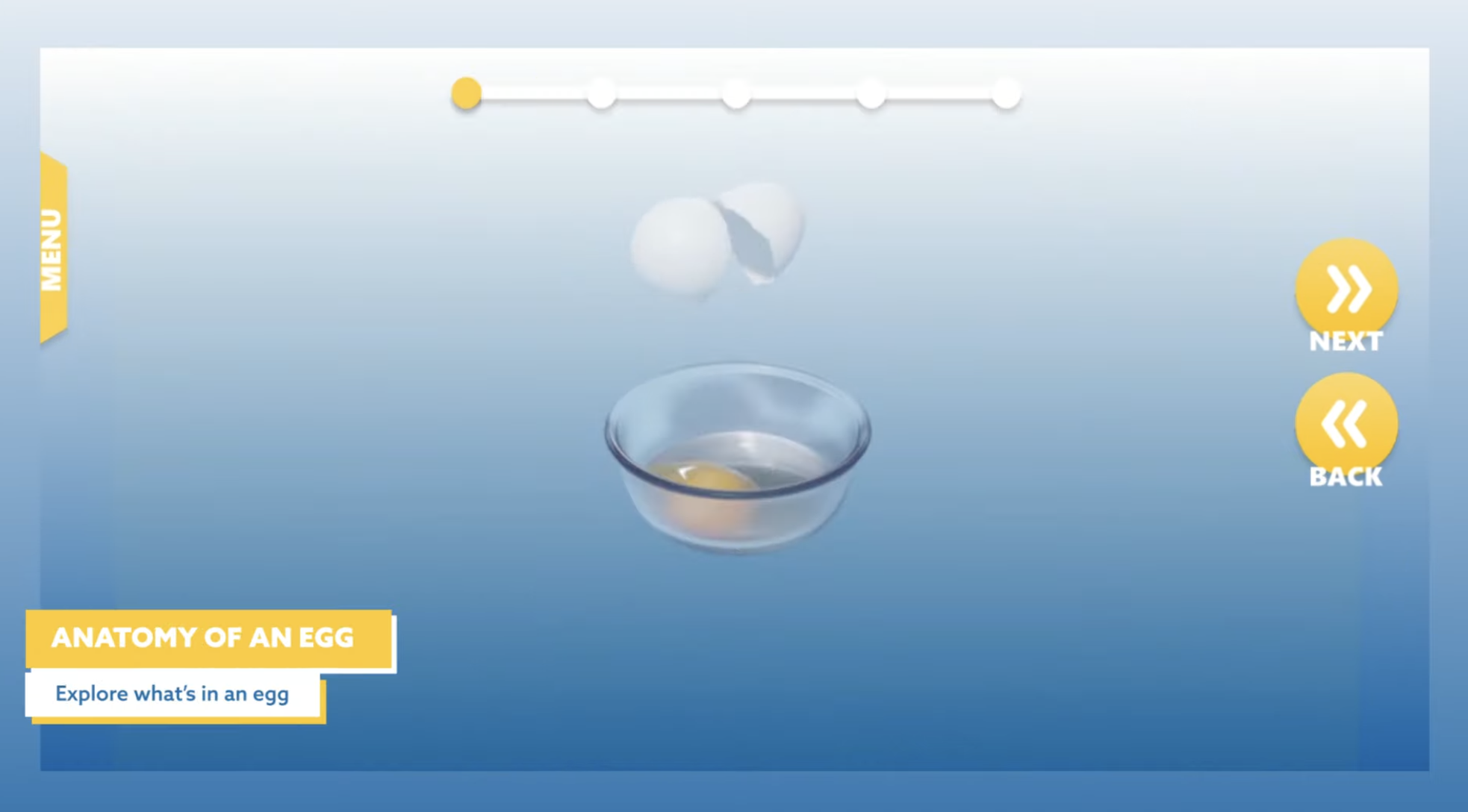 Hen reproductive system with egg visible at vagina exit